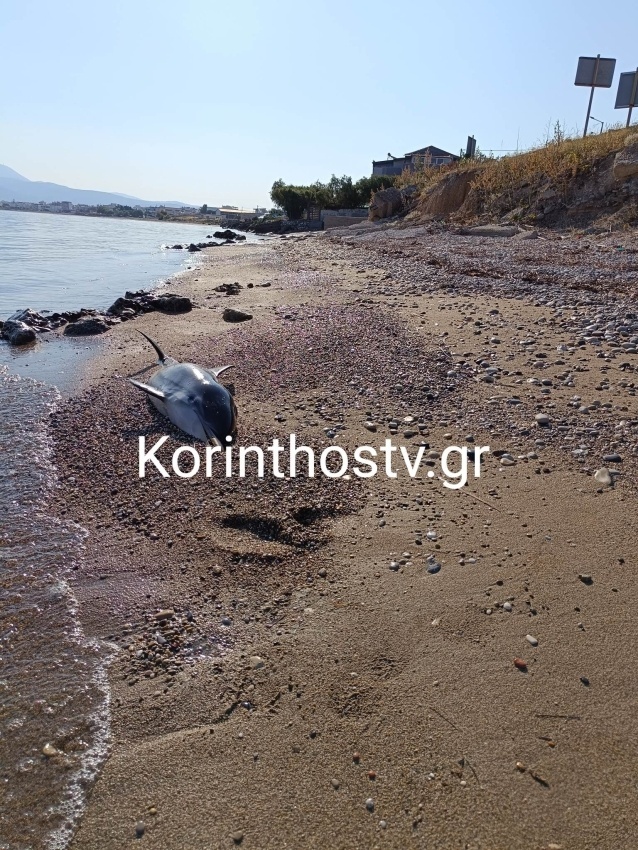 Τραγική απώλεια: Αποπροσανατολισμένο δελφίνι ξεβράστηκε νεκρό στην Κορινθία | Δείτε φωτογραφίες