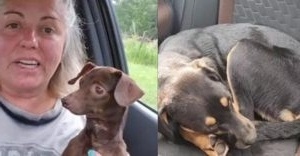 Ανεπιθύμητος σκύλος σώθηκε: Εμπνευσμένη ιστορία διάσωσης στο καταφύγιο ζώων Erin Regan