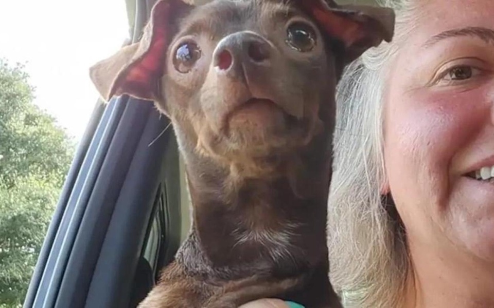Ανεπιθύμητος σκύλος σώθηκε: Εμπνευσμένη ιστορία διάσωσης στο καταφύγιο ζώων Erin Regan>