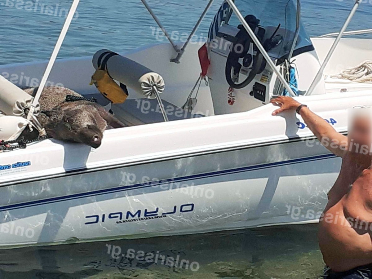 Απίστευτο περιστατικό ψαρέματος στο Πήλιο: Πιάνοντας ένα αγριογούρουνο αντί για ψάρι