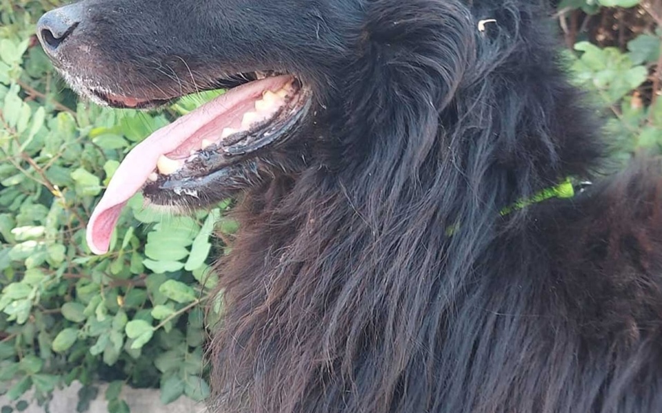 Επείγουσα έκκληση για δράση!: Βαρβαρικός ακρωτηριασμός σκύλων στην Κρήτη>