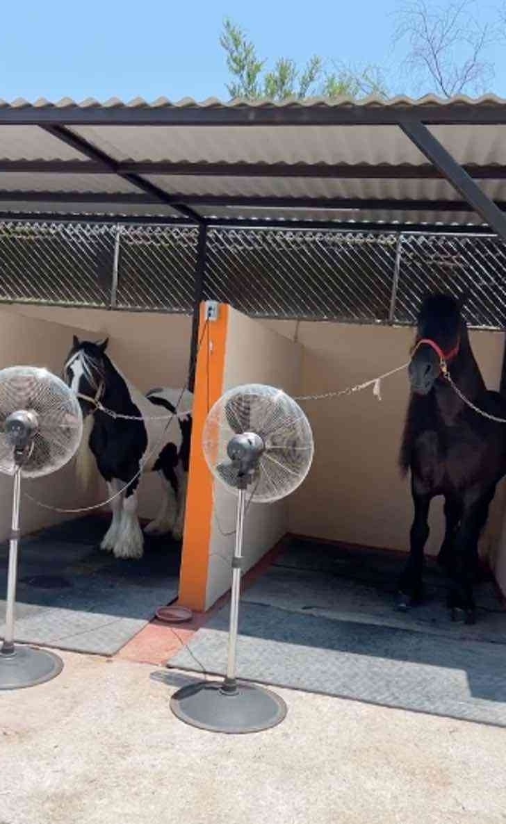 Η ηρωική πράξη του αγρότη: Ψύξη αλόγων με ανεμιστήρες κατά τη διάρκεια καύσωνα