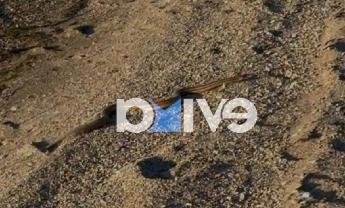 Κολύμπι με φίδι στην Εύβοια: Η αναπάντεχη συνάντηση του αντιδημάρχου