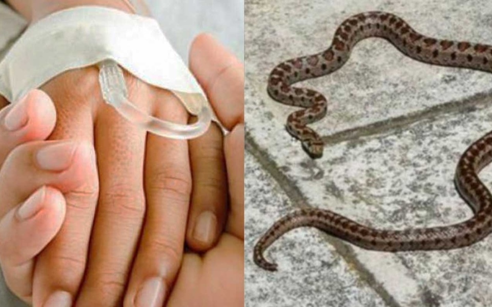 Παιδί δαγκωμένο από φίδι: Επεισόδιο στην ταβέρνα των Τρικάλων – Νοσηλεύεται στο νοσοκομείο>