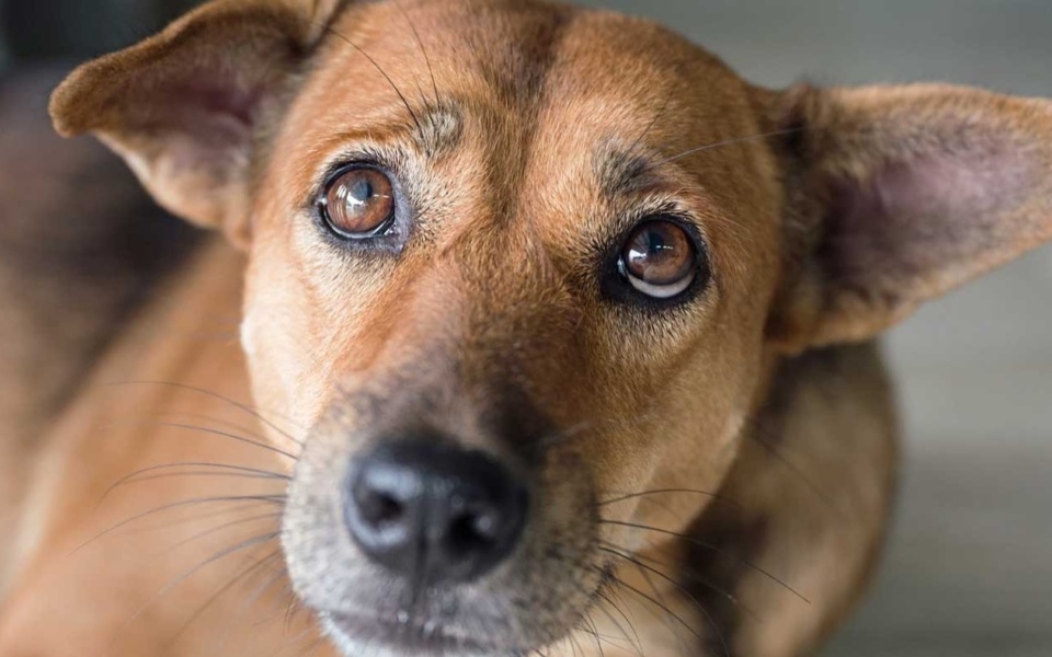 Σκληρά βασανιστήρια ζώων στα Τρίκαλα: Σκύλος σκαλισμένος με το γράμμα ‘H’>