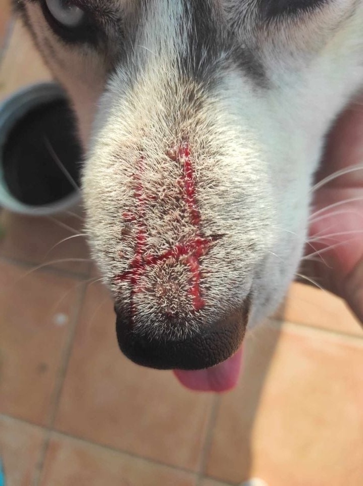 Σκληρά βασανιστήρια ζώων στα Τρίκαλα: Σκύλος σκαλισμένος με το γράμμα ‘H’