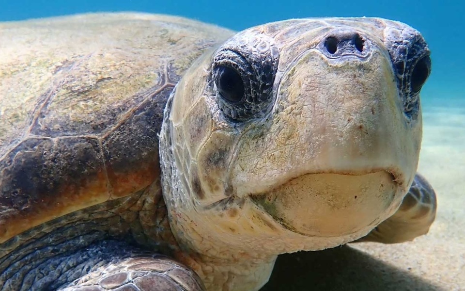 Σπάνια εικόνα: Θαλάσσια χελώνα κολυμπά κοντά στην ακτή της Αναβύσσου – Δείτε το βίντεο>