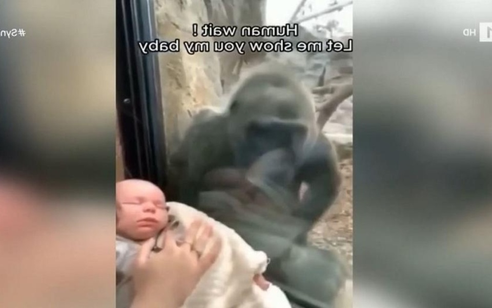 Συγκινητική συνάντηση: Μαμά γορίλας και μωρό αγκαλιάζονται – Δείτε το συγκινητικό βίντεο>