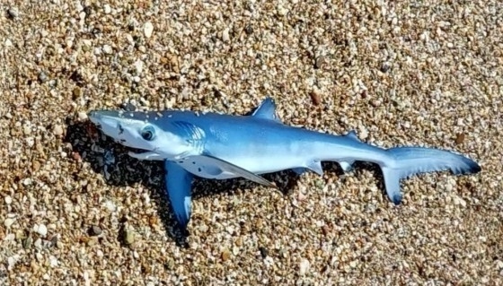 Συναρπαστική συνάντηση»: » Παιδιά εντοπίζουν μικρό μπλε καρχαρία στην ελληνική θάλασσα