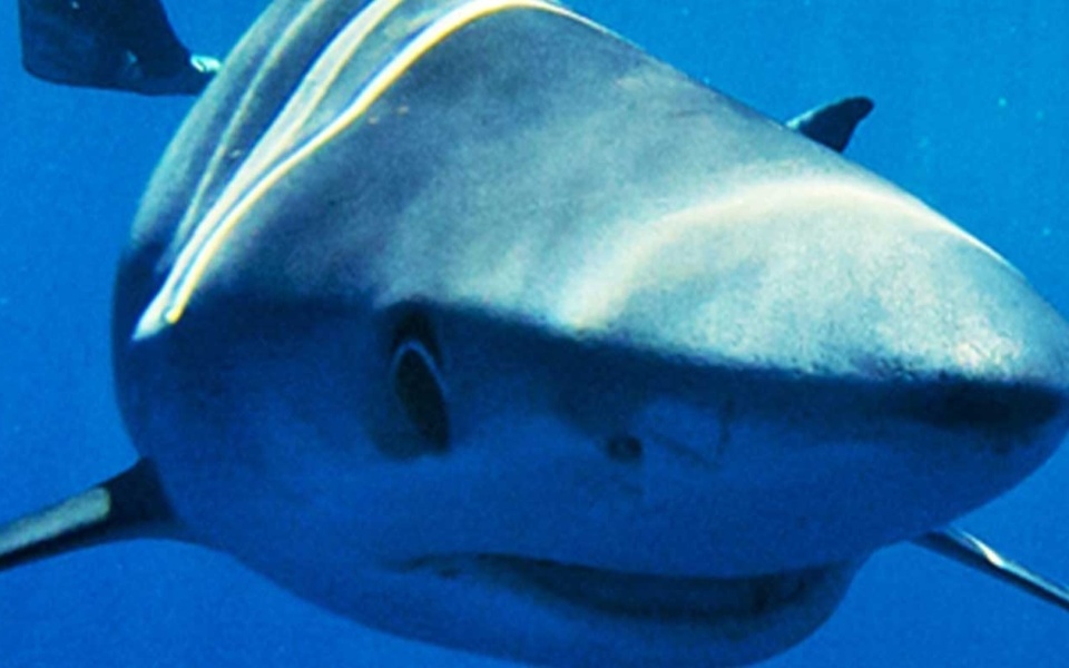 Συναρπαστική συνάντηση»: » Παιδιά εντοπίζουν μικρό μπλε καρχαρία στην ελληνική θάλασσα>