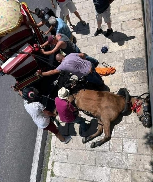 Τραγικός θάνατος αλόγου στην Κέρκυρα: Έρευνα και κανονισμοί για την ευημερία των ζώων