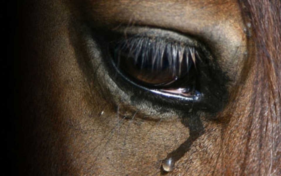 Τραγικός θάνατος αλόγου στην Κέρκυρα: Έρευνα και κανονισμοί για την ευημερία των ζώων>