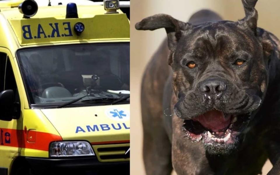 Βίαιη επίθεση σκύλου στην Πτολεμαΐδα: 62χρονος άνδρας νοσηλεύεται στο νοσοκομείο>